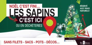 collecte de sapins